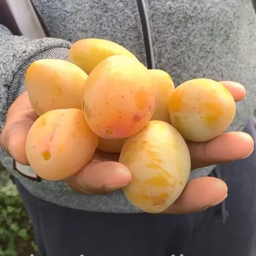 Слива ЯХОНТОВАЯ в Самаре