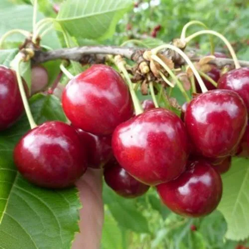 Вишня КОЛОННОВИДНАЯ в Самаре