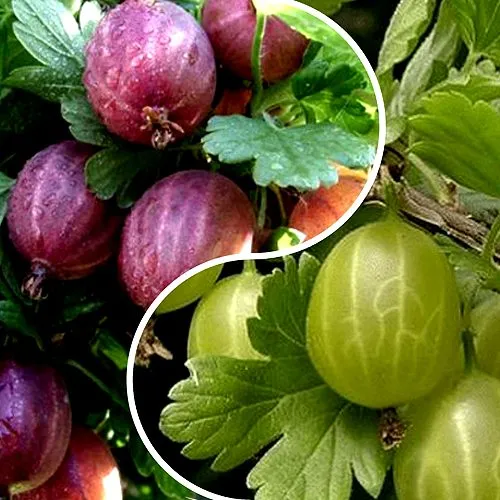 Комплект РЕДКИЙ СЧАСТЛИВЧИК в Самаре