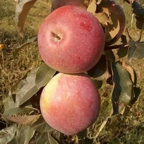 Яблоня АКСАМИТ в Самаре
