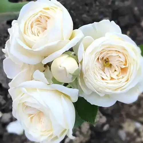 Роза АРТЕМИС шраб в Самаре