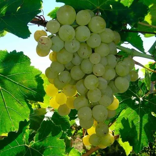 Виноград КИШМИШ МУСКАТНЫЙ в Самаре