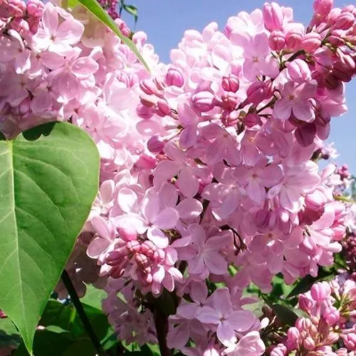 Сирень АДЕЛИНА в Самаре