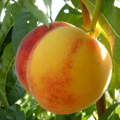 Саженцы персика купить в Москве из питомника, цена дерева
